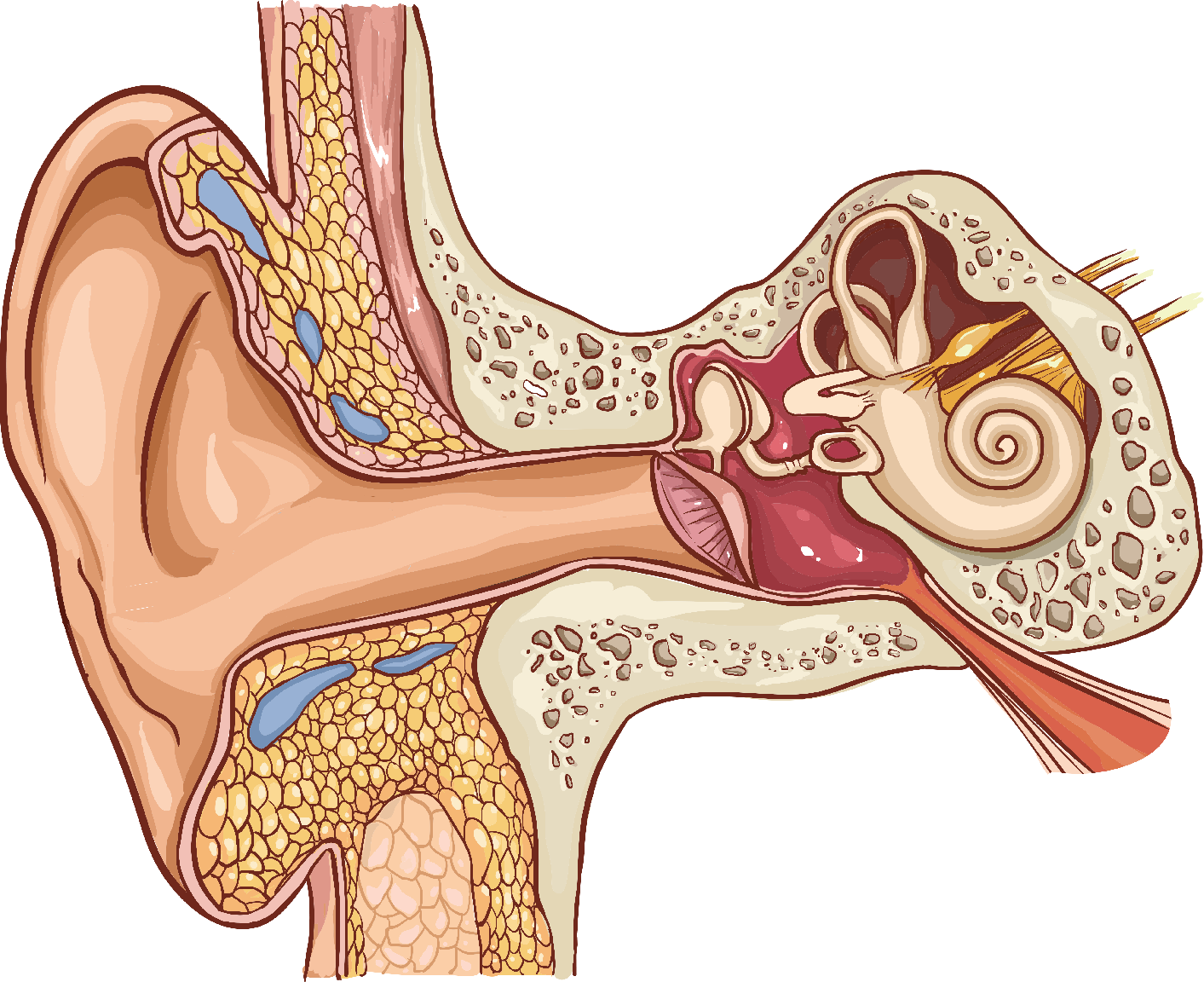 Nice Info About How To Prevent Glue Ear - Waterask